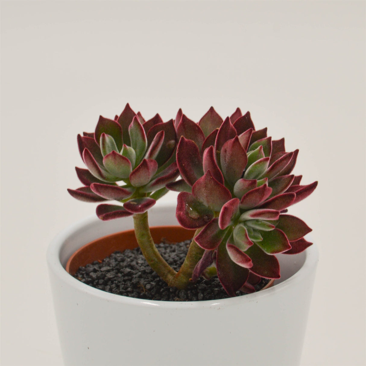 Echeveria Pulvinata Devotion - 8,5cm