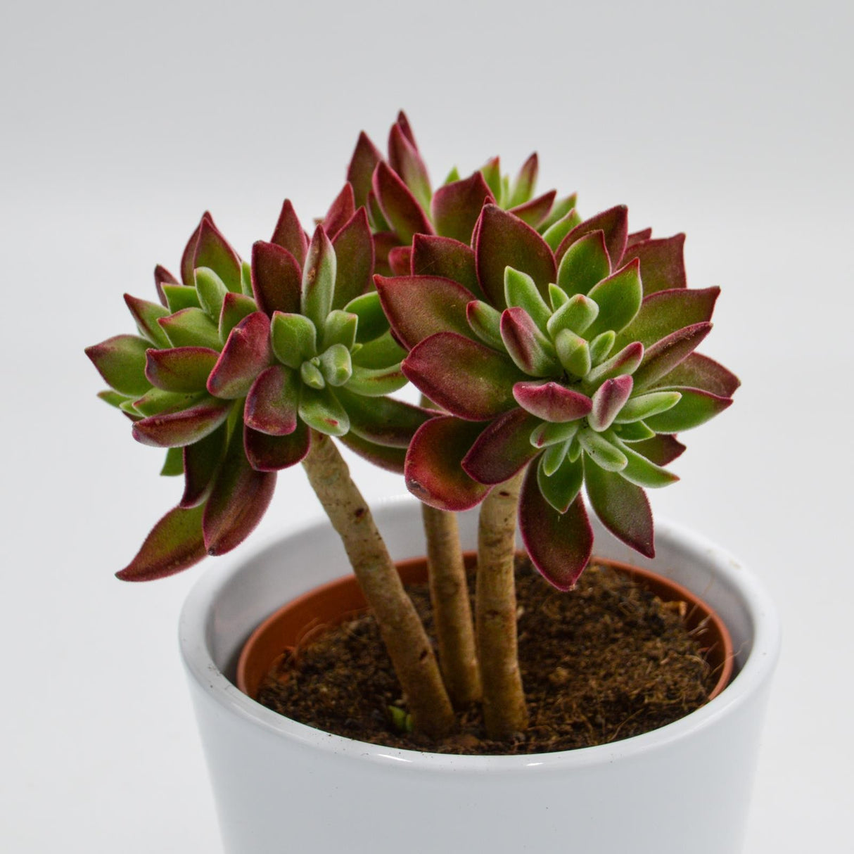 Echeveria Pulvinata Devotion - 8,5cm