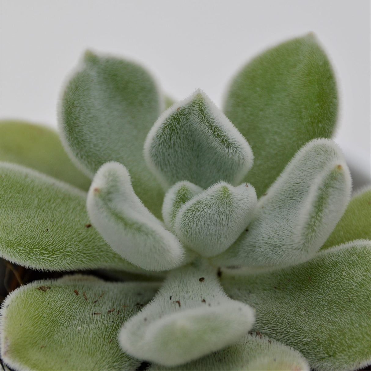 Echeveria pulvinata Frosty - 5,5cm