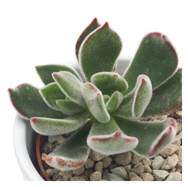 Echeveria pulvinata Ruby Blush - 6cm