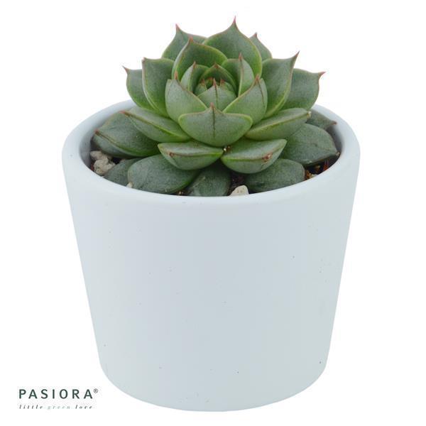 Echeveria Fabiola - 6cm