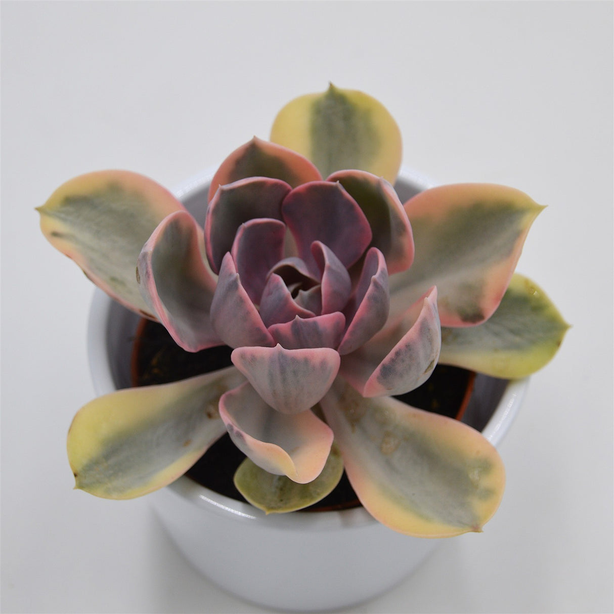 Echeveria Rainbow - 10,5cm