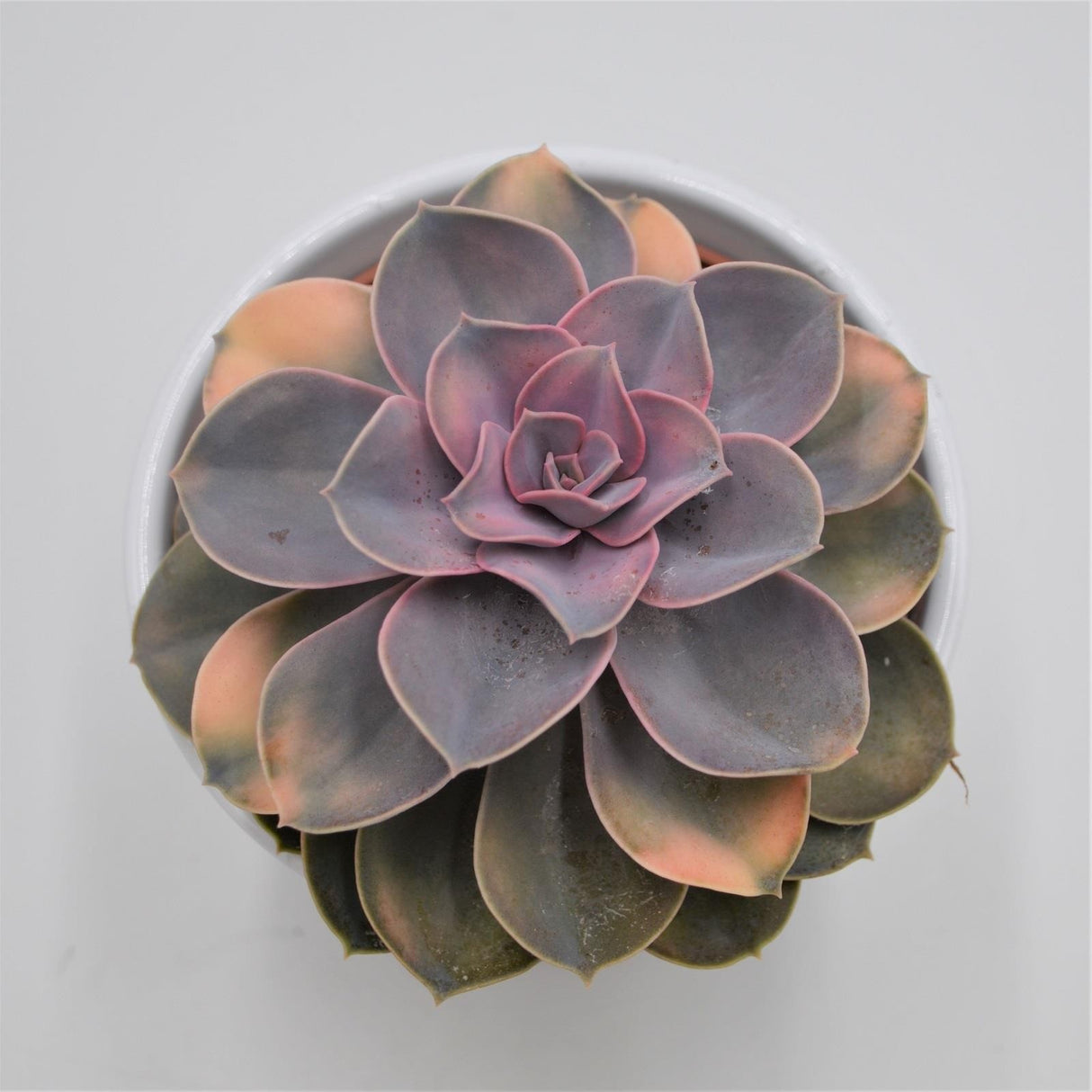 Echeveria Rainbow - 10,5cm