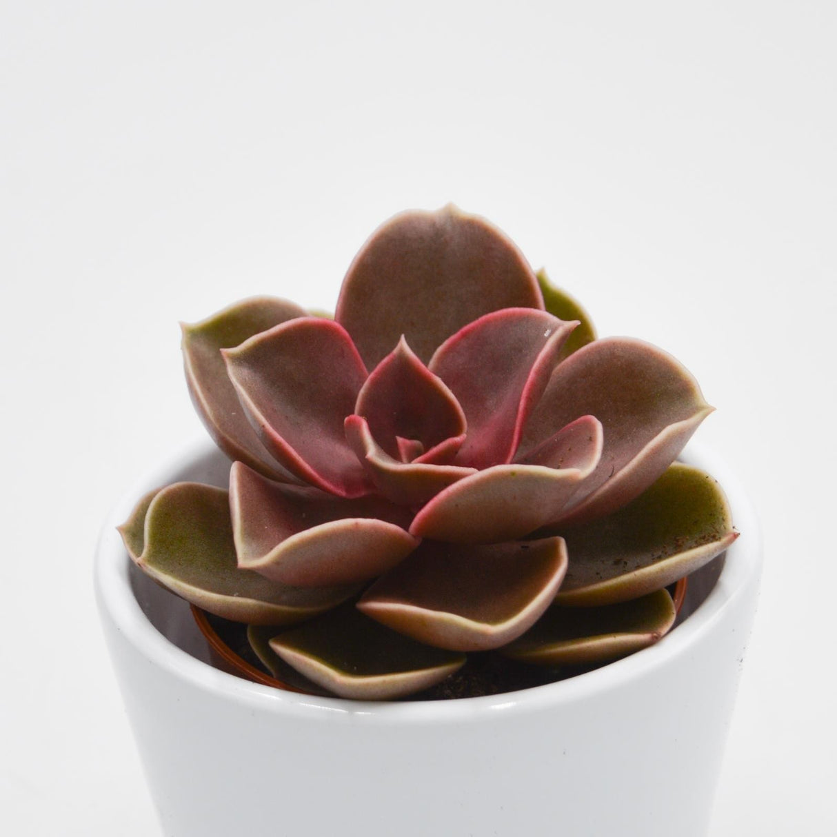 Echeveria Red Ruby - 5,5cm
