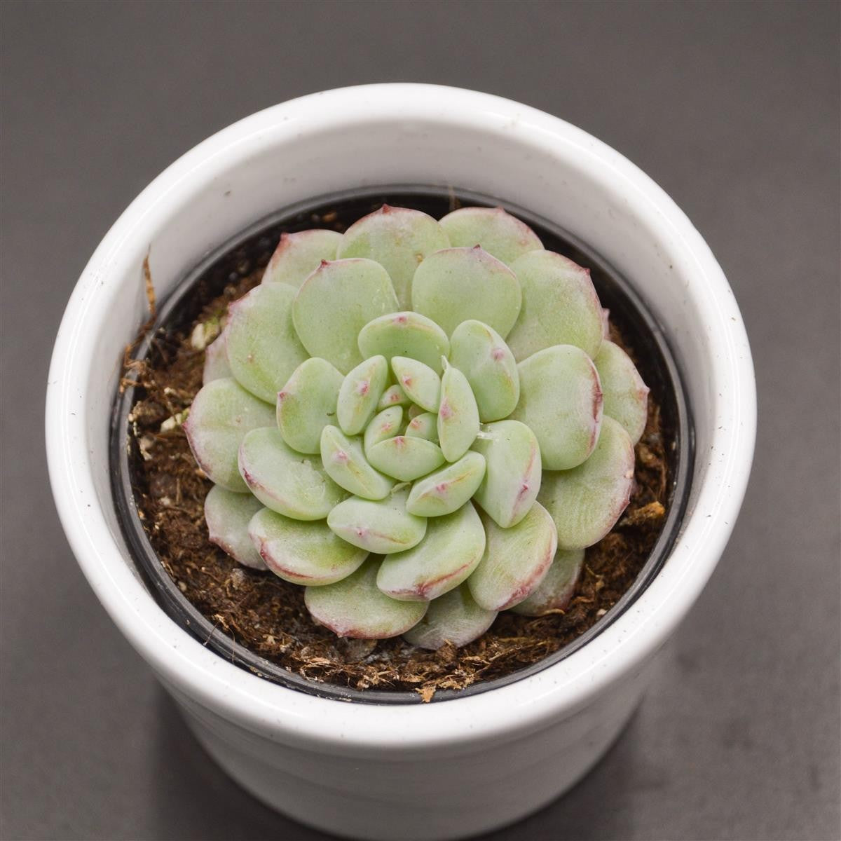 Echeveria Red Snow - 6cm