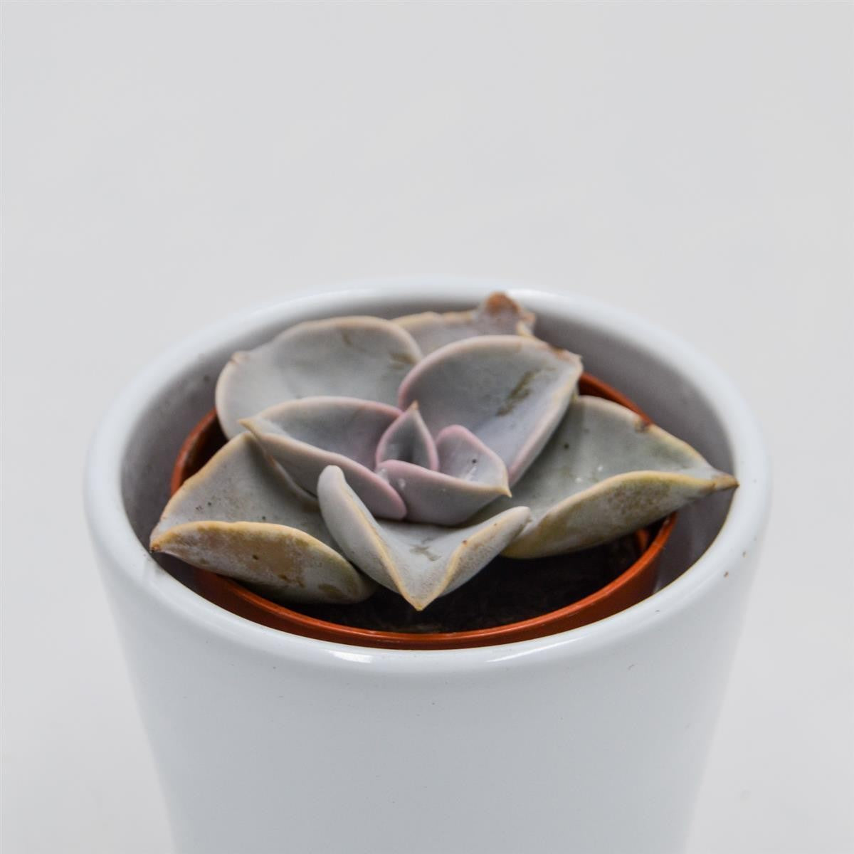 Echeveria rodolfi x botero - 5,5cm