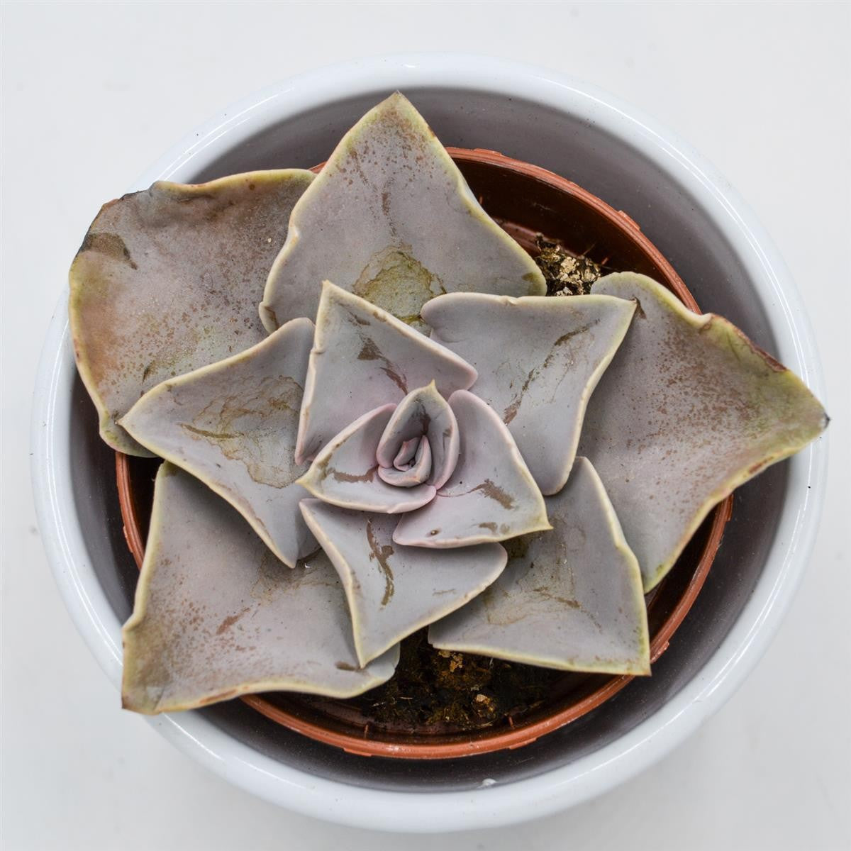 Echeveria rodolfi x botero - 8,5cm