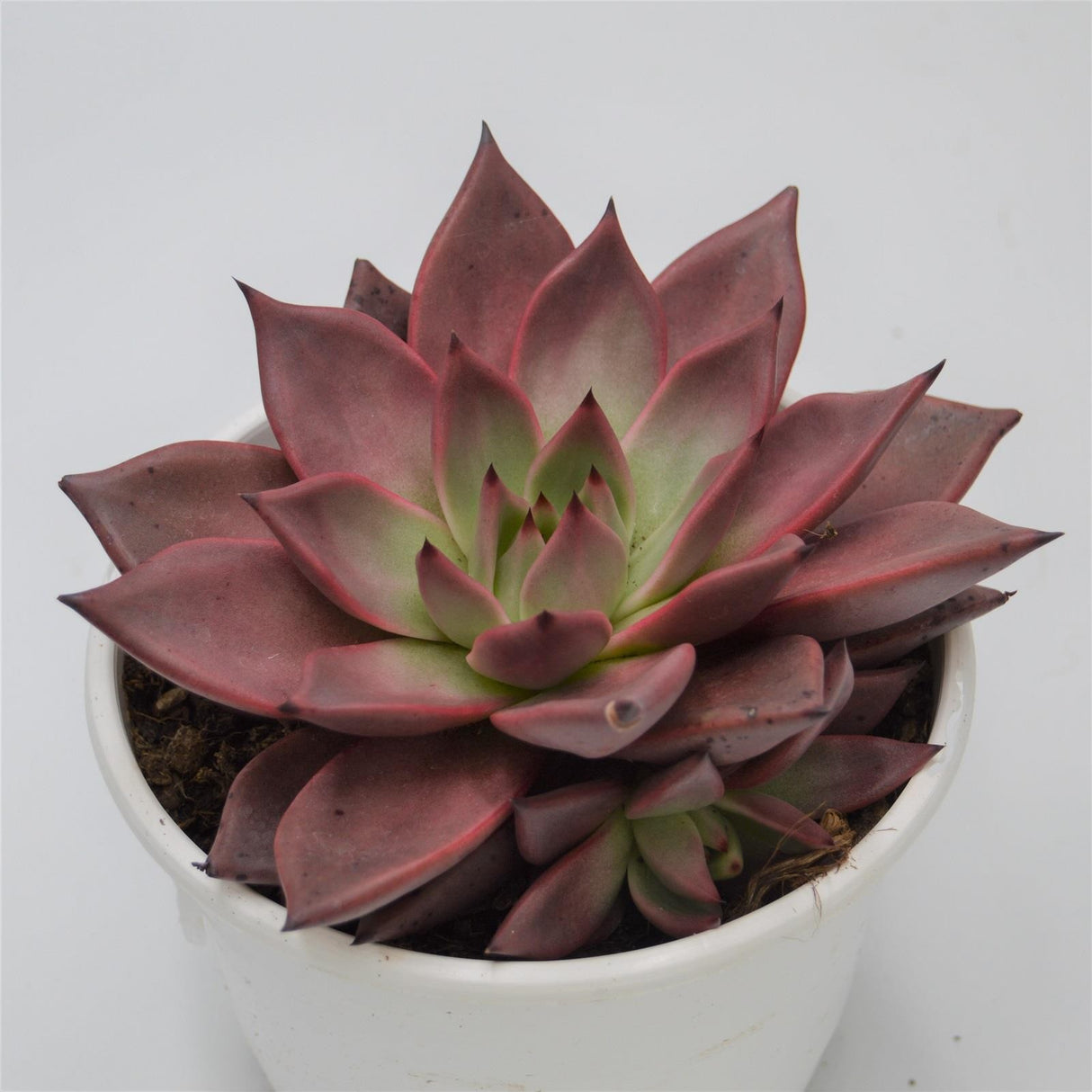 Echeveria agavoides Romeo - 17cm