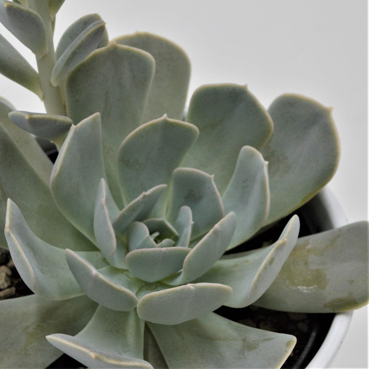 Echeveria runyonii - 15cm