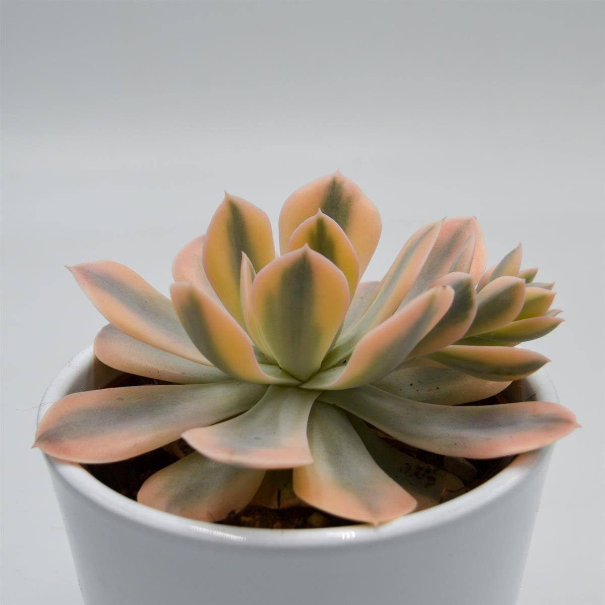 Echeveria runyonii f. variegata - 10,5cm