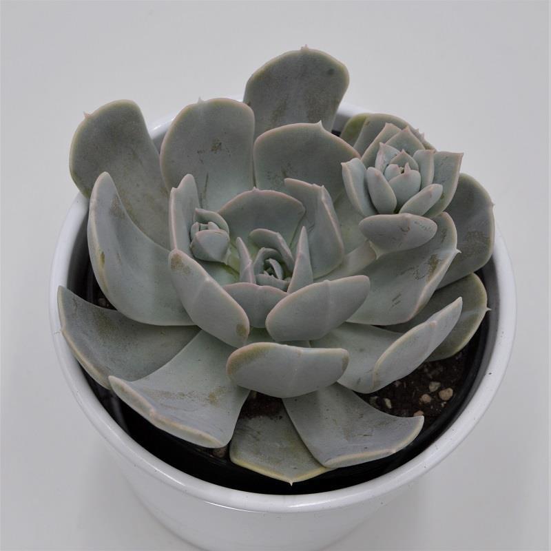 Echeveria runyonii - 12cm