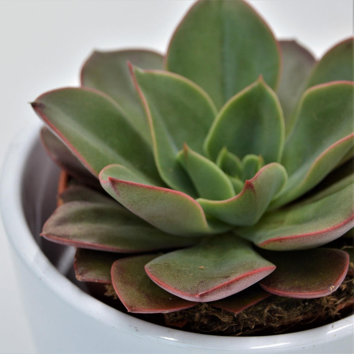 Echeveria Salsa Verde - 8,5cm