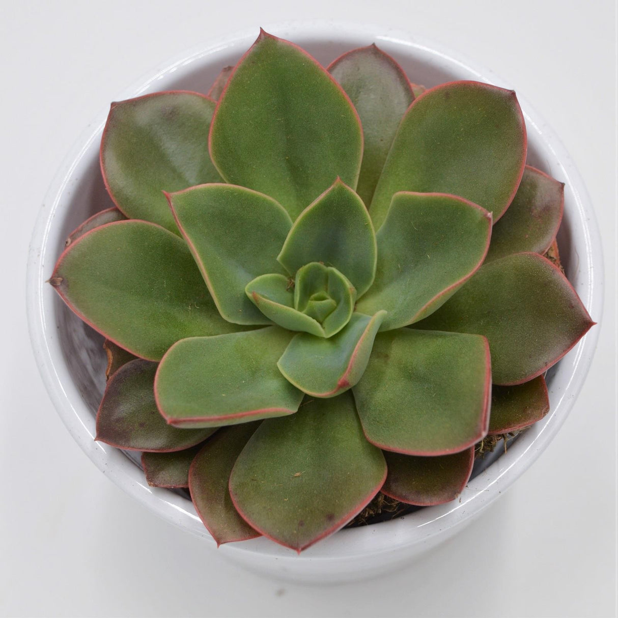 Echeveria Salsa Verde - 8,5cm