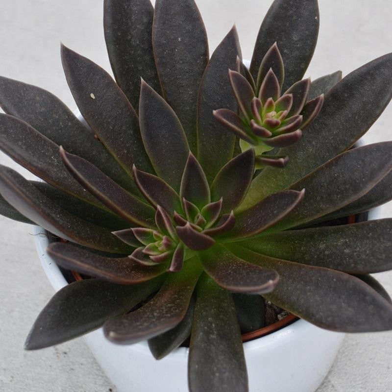 Echeveria Serrana - 10.5cm