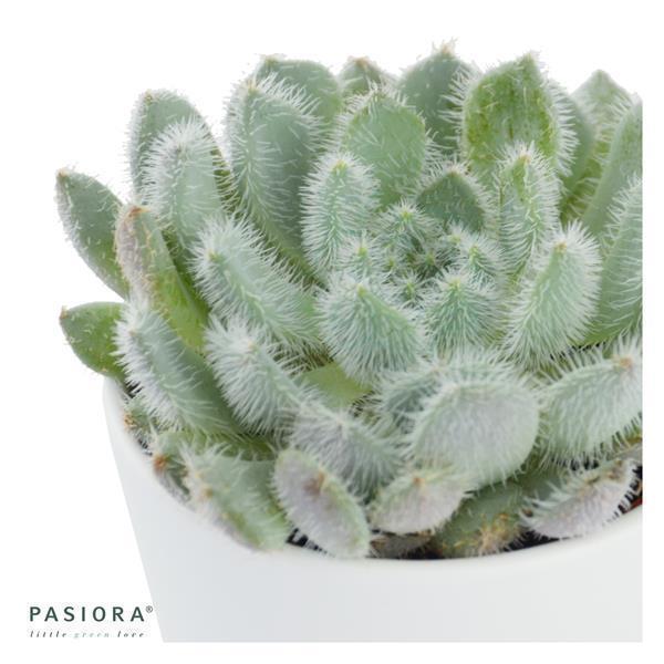Echeveria setosa var. deminuta - 5,5cm