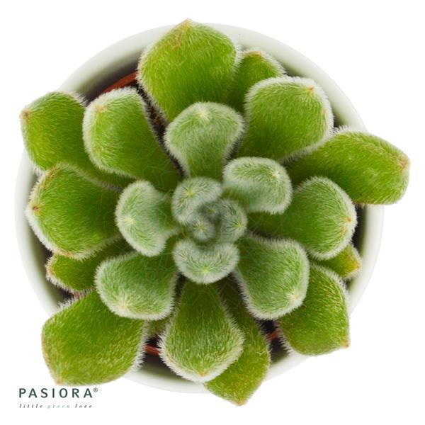 Echeveria setosa - 6cm