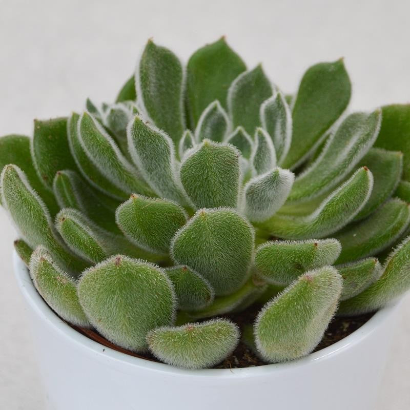 Echeveria setosa - 12cm