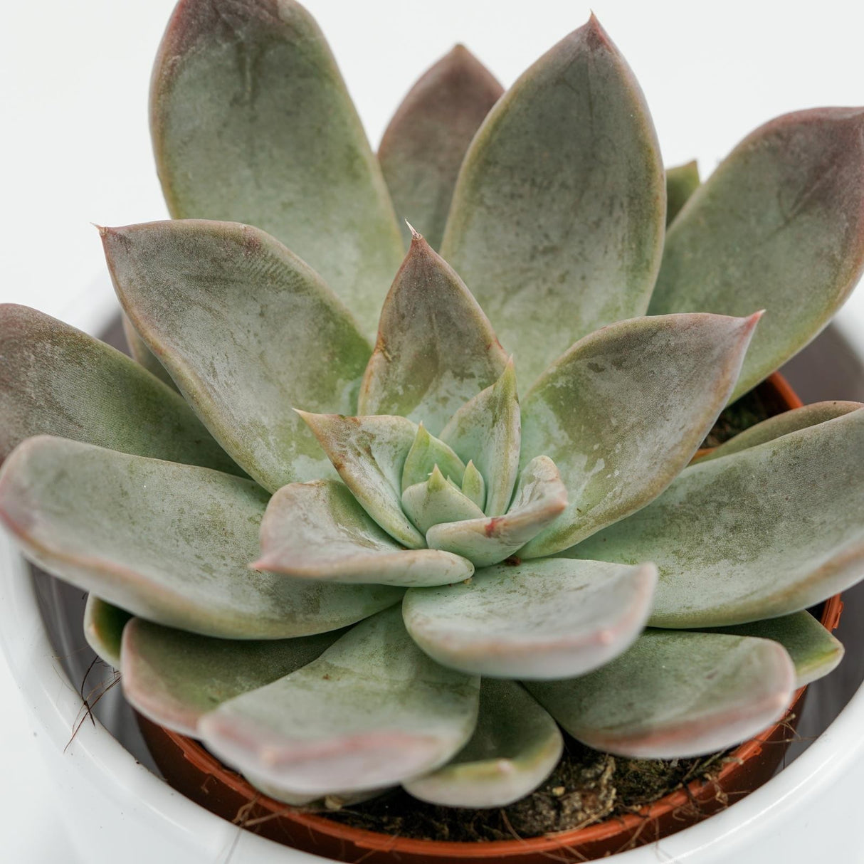 Echeveria Silver Queen - 8,5cm