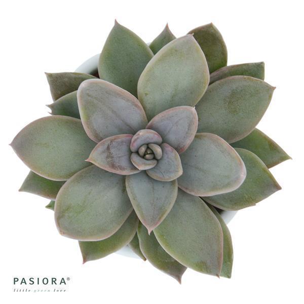 Echeveria Silver Queen - 6cm