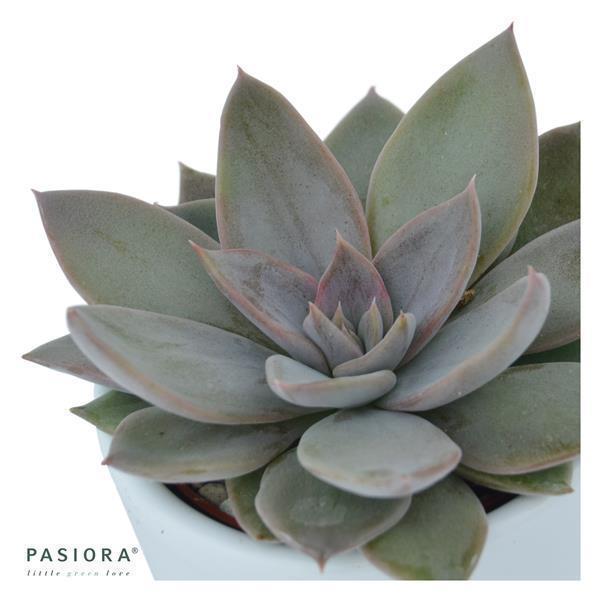 Echeveria Silver Queen - 6cm