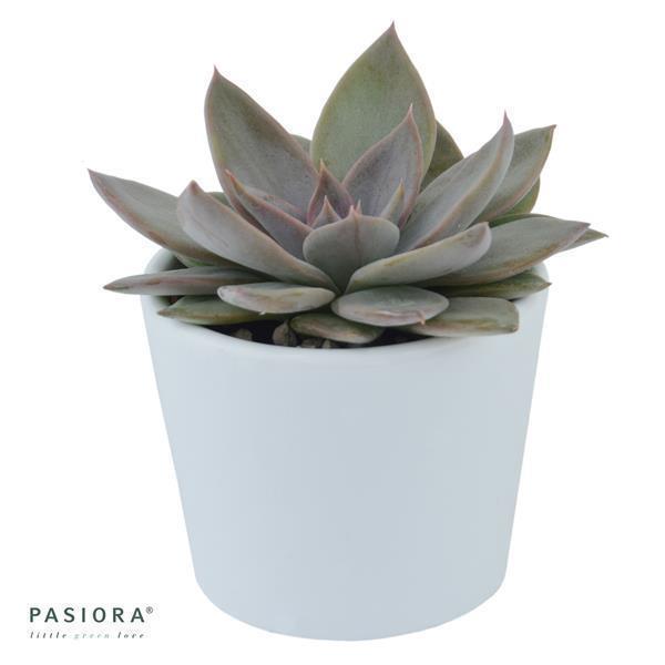 Echeveria Silver Queen - 6cm