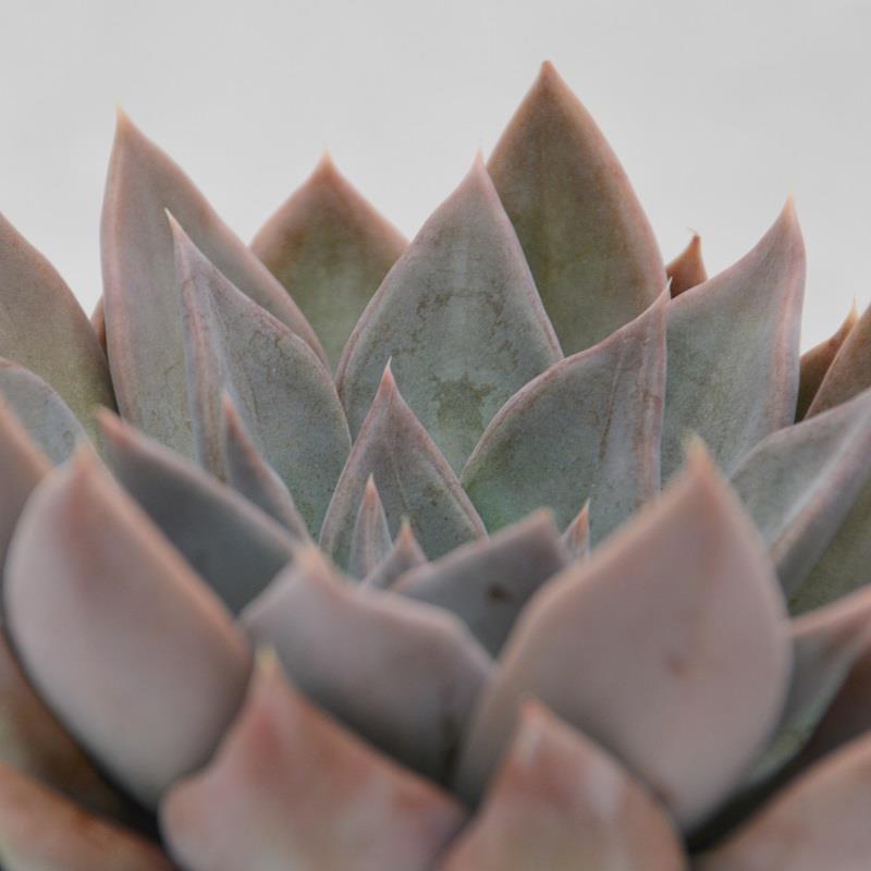 Echeveria Silver Queen - 10,5cm