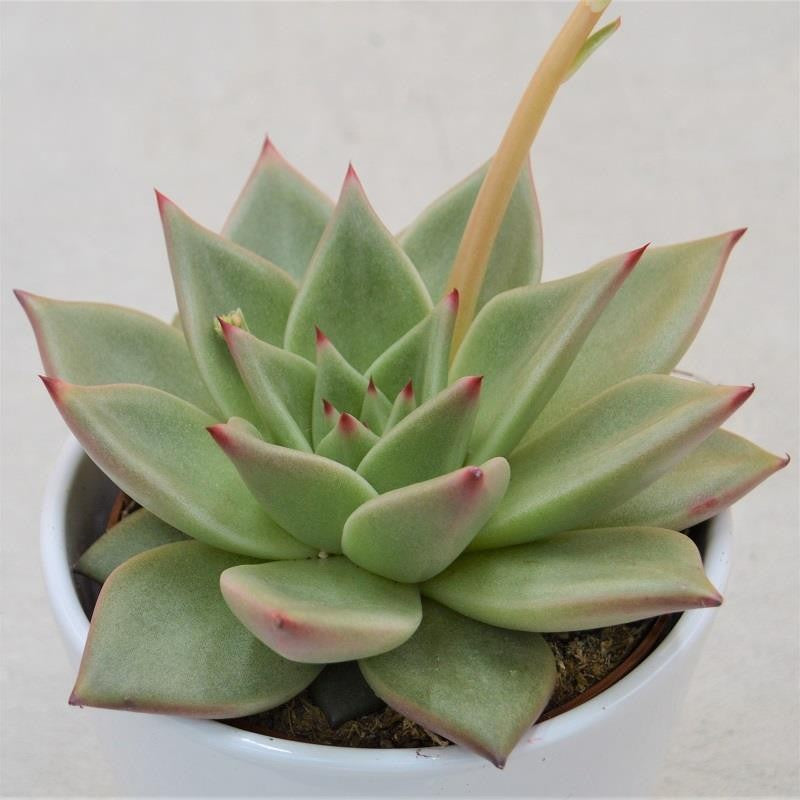 Echeveria agavoides Sirius - 10,5cm