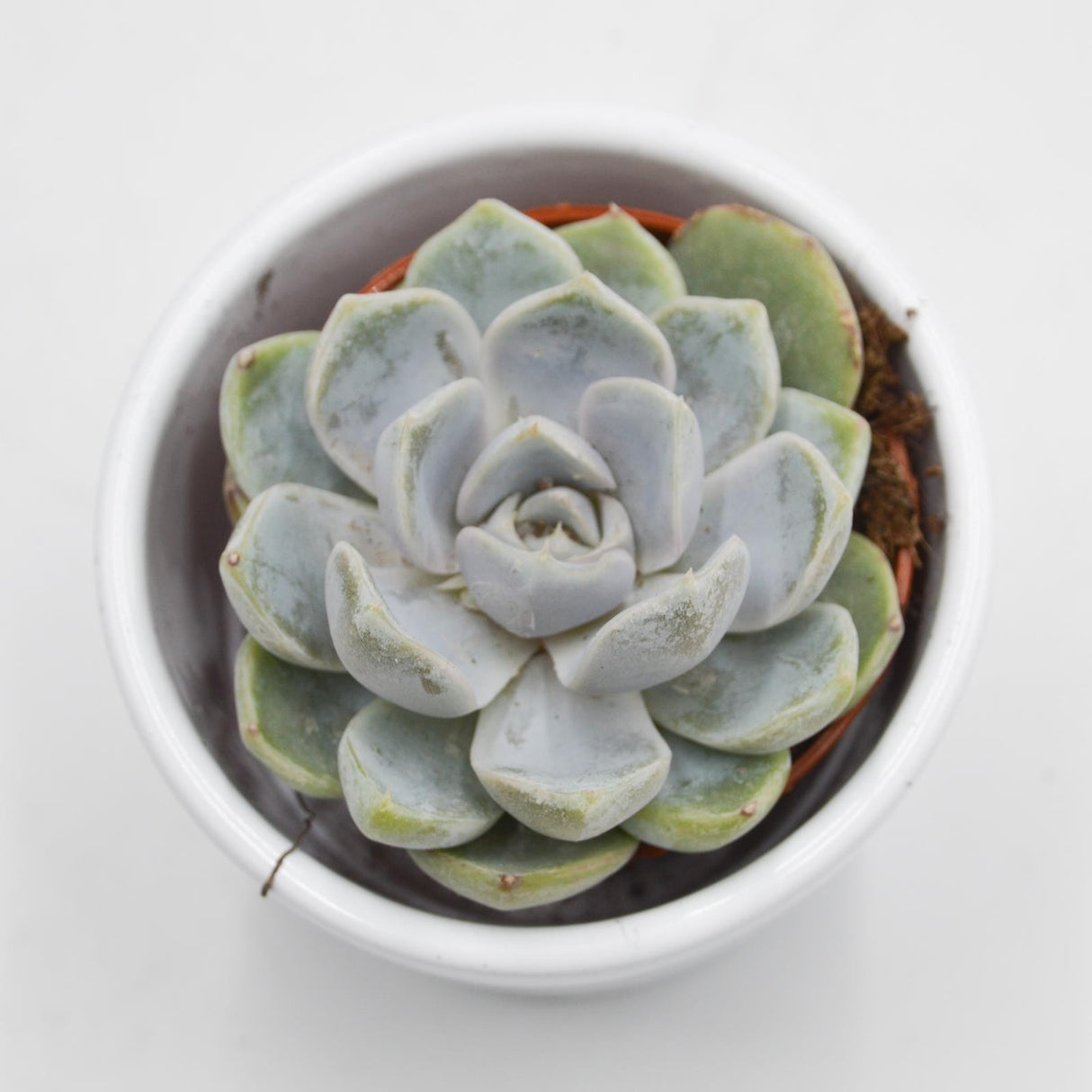 Echeveria Snow Bunny - 5,5cm