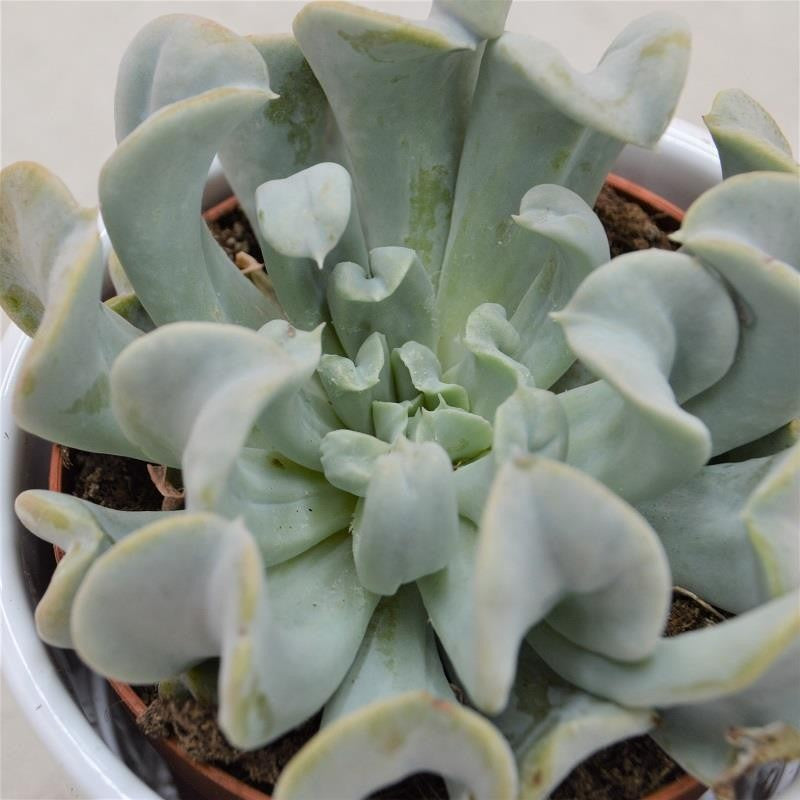 Echeveria runyonii Topsy Turvy - 12cm