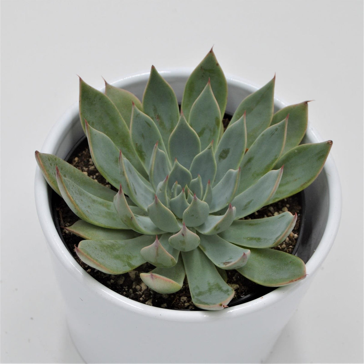 Echeveria subalpina - 10,5cm