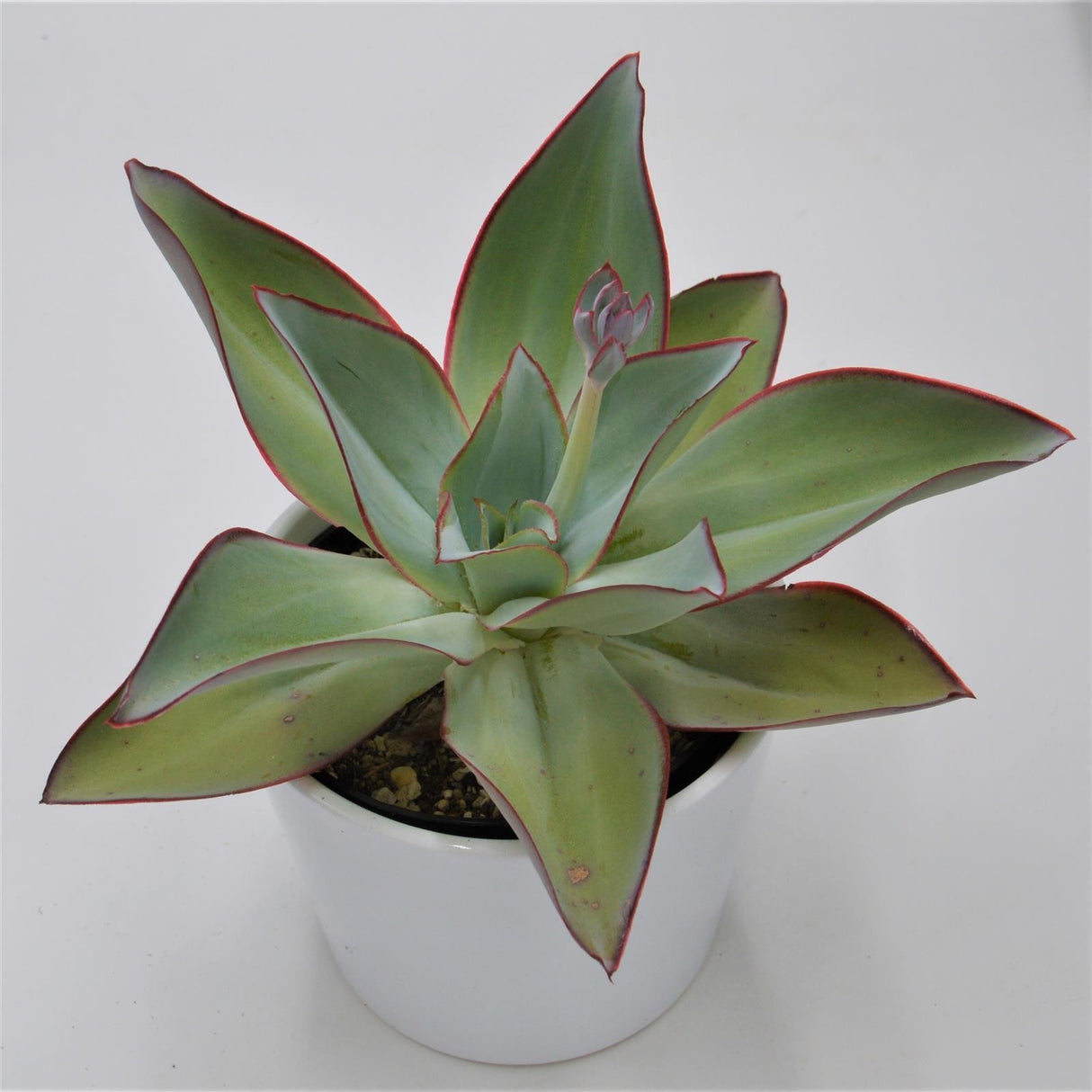 Echeveria subrigida - 12cm