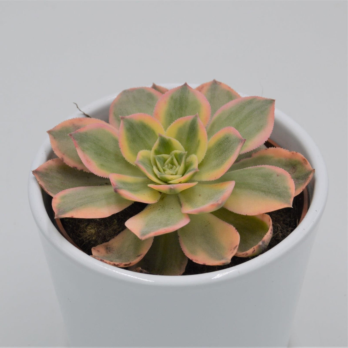 Aeonium Sunrise - 10,5cm
