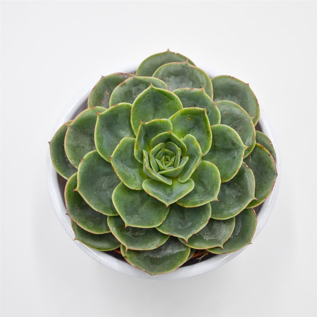 Echeveria Taco - 8,5cm