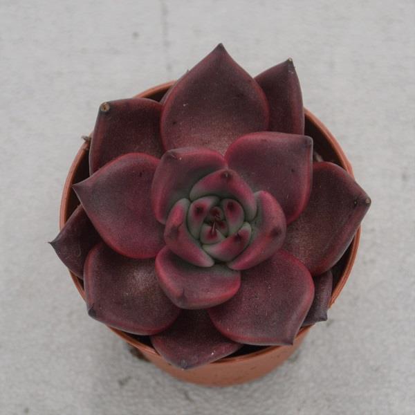 Echeveria agavoides Romeo - 5,5cm
