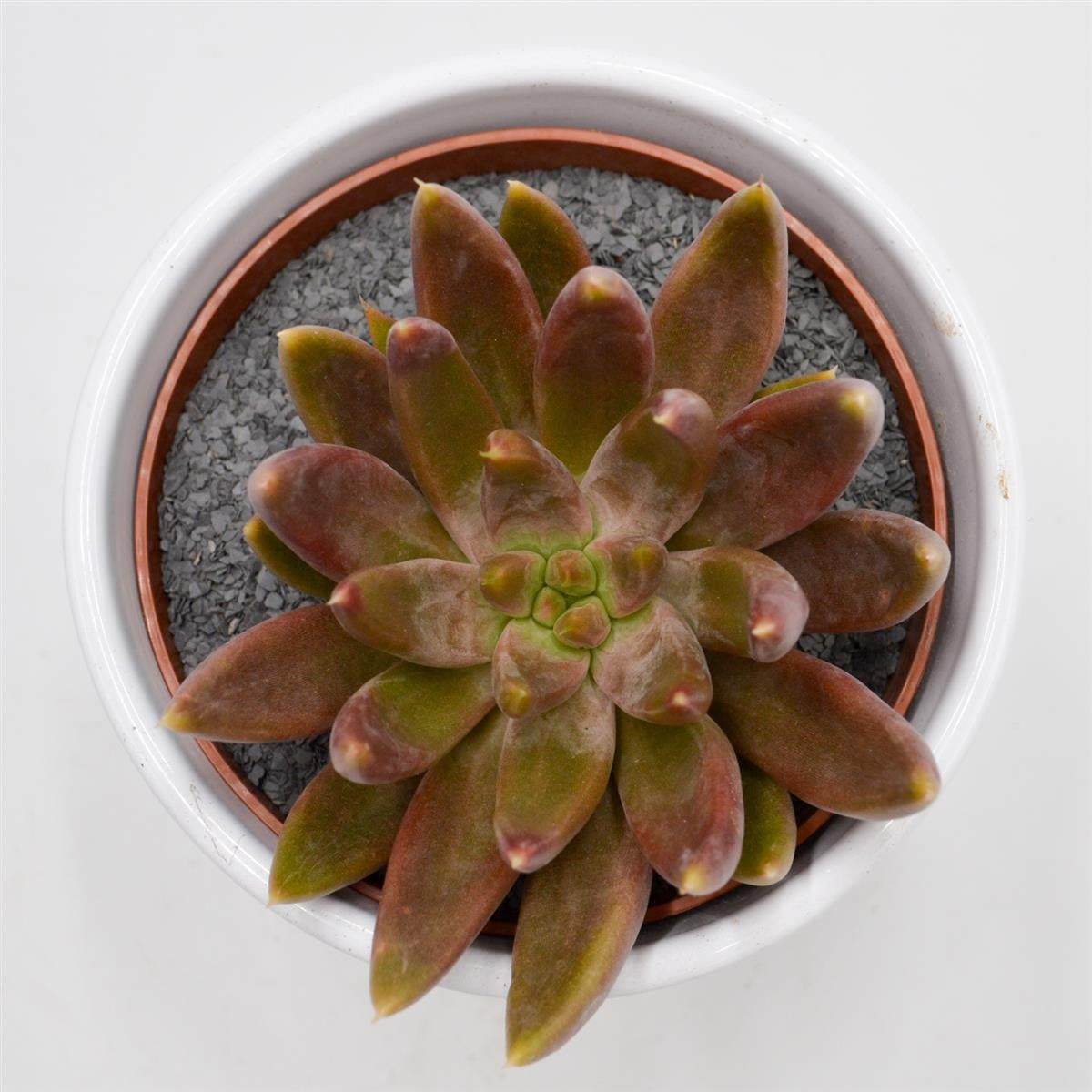 Echeveria tolimanensis Hybride - 10,5cm