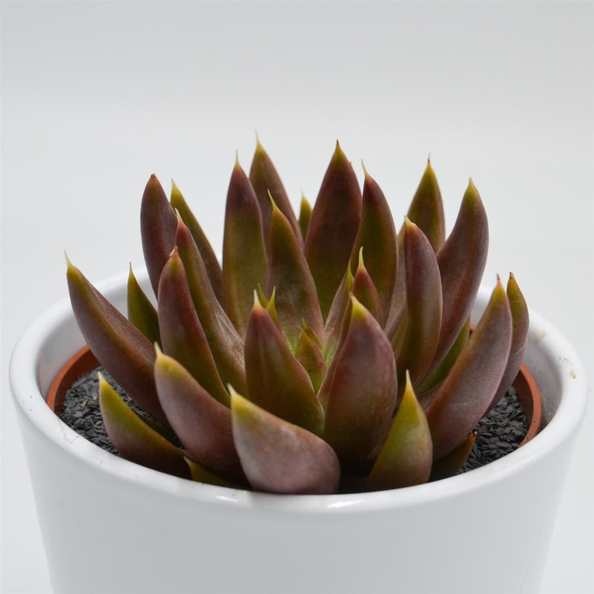 Echeveria tolimanensis Hybride - 10,5cm