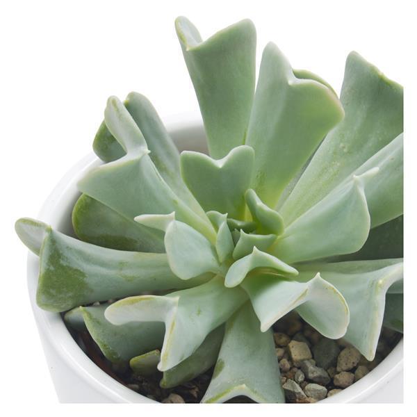 Echeveria runyonii Topsy Turvy - 6cm