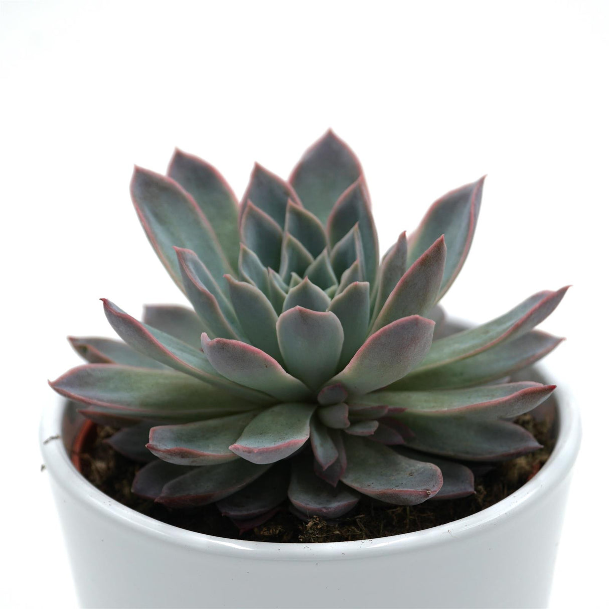 Echeveria Violet Queen - 10,5cm