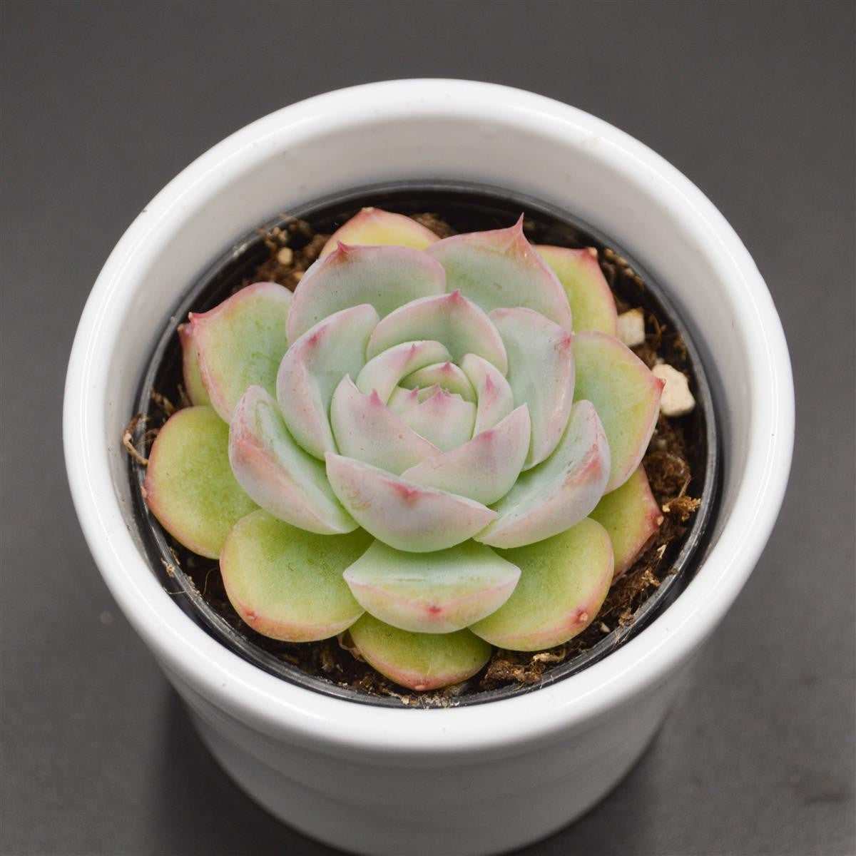 Echeveria Wrath - 6cm