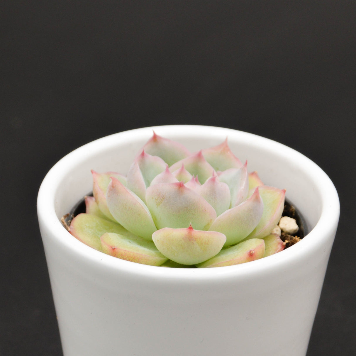 Echeveria Wrath - 6cm