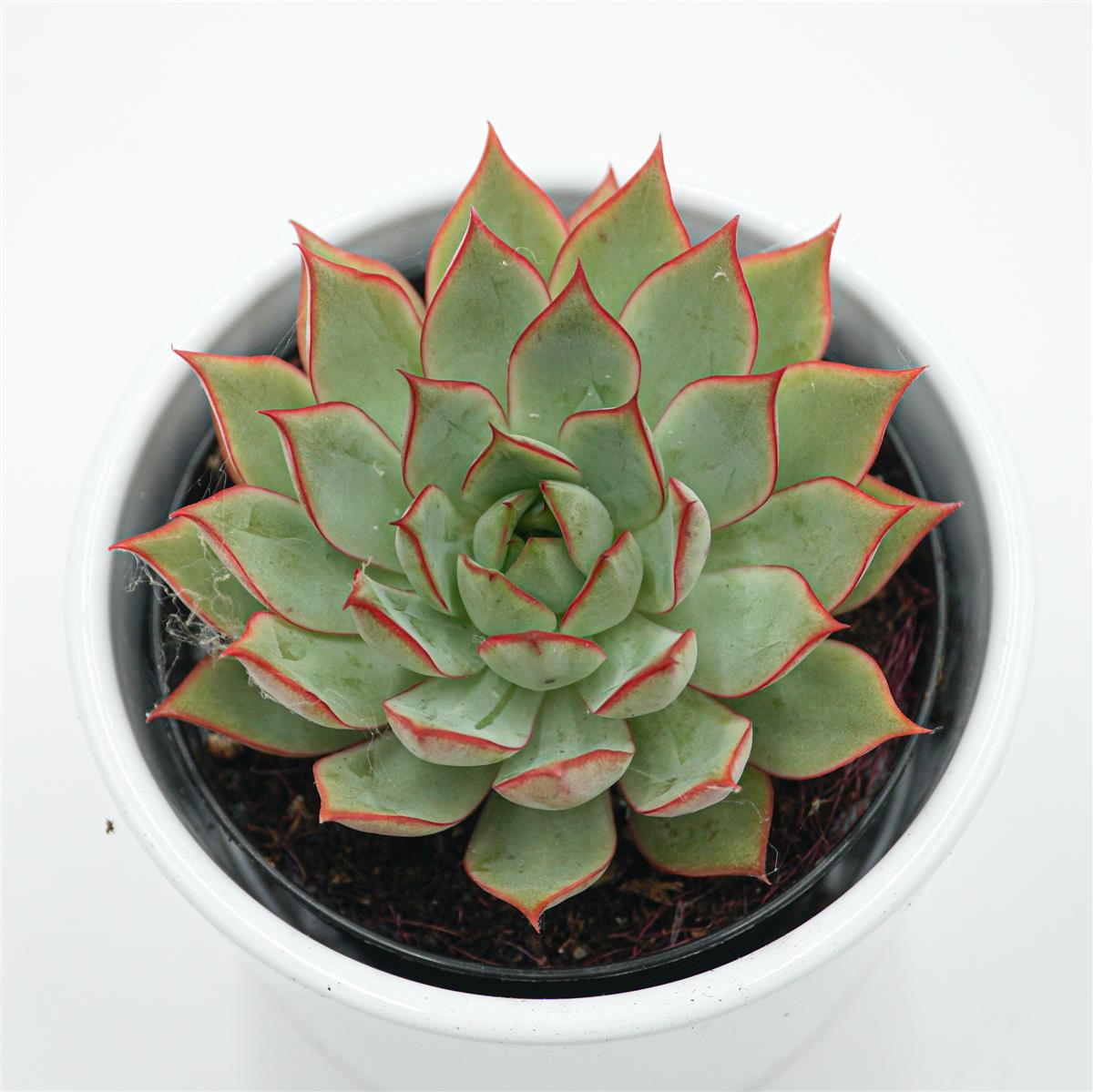 Echeveria Yeon-Deung - 9cm