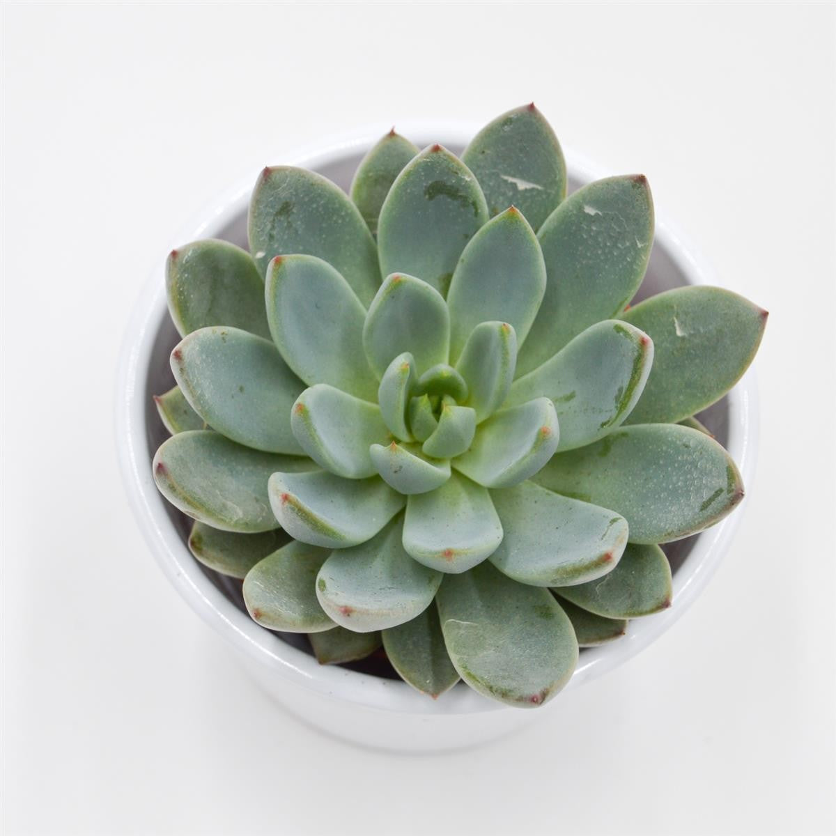 Echeveria Yummie - 8,5cm