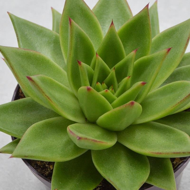 Echeveria agavoides Lipstick - 17cm