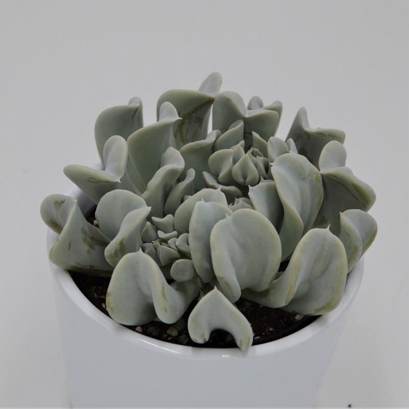 Echeveria runyonii Topsy Turvy - 9cm