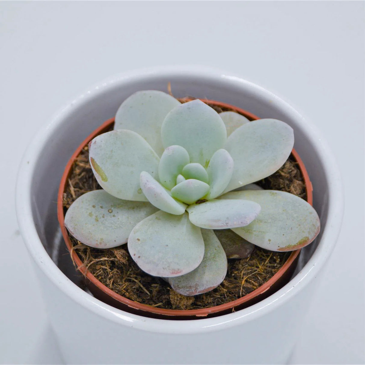 Echeveria laui - 8,5cm