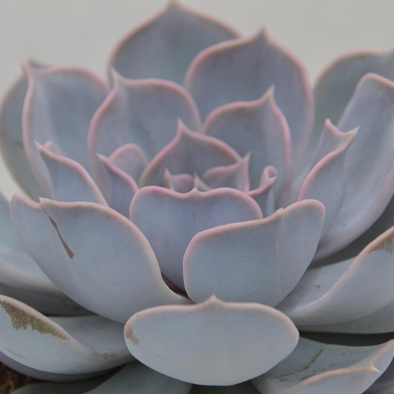 Echeveria lilacina - 10,5cm