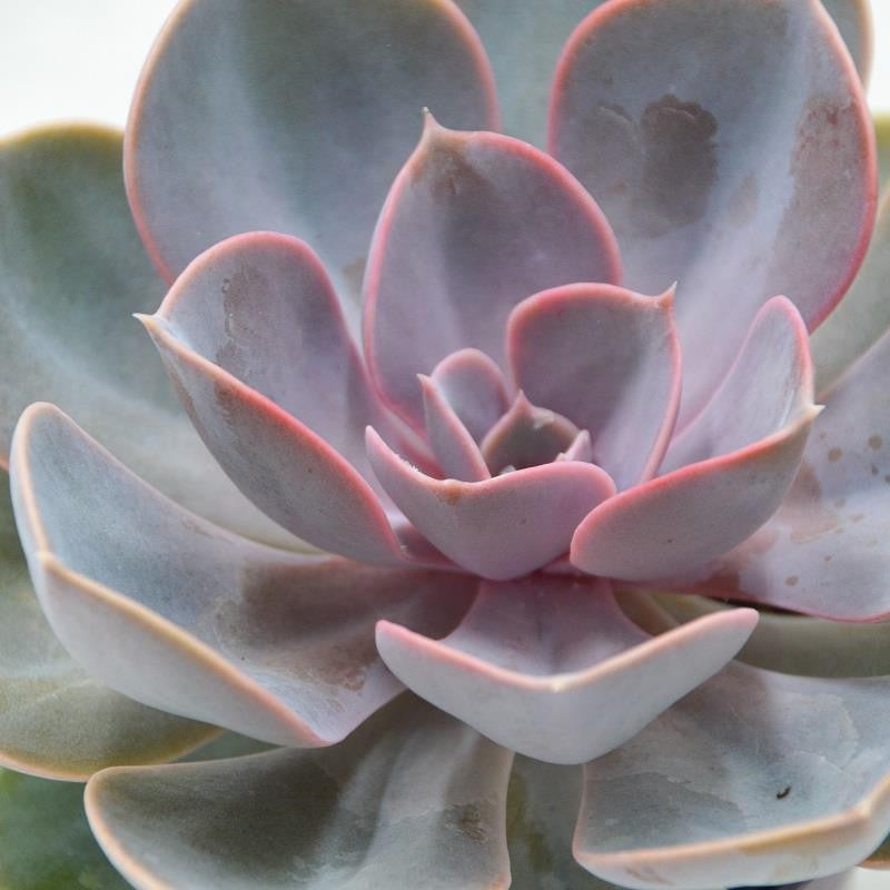 Echeveria Perle von Nürnberg‘ - 9cm