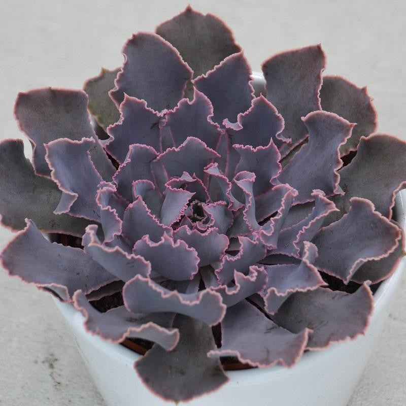 Echeveria shaviana Pink Frills - 10,5cm