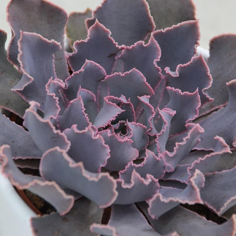 Echeveria shaviana Pink Frills - 10,5cm