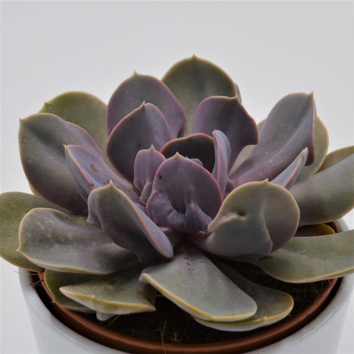 Echeveria Trompette - 12cm